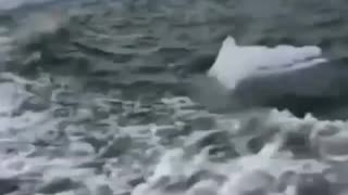 A piece of ice breaking from underwater creating a massive tsunami.😱-