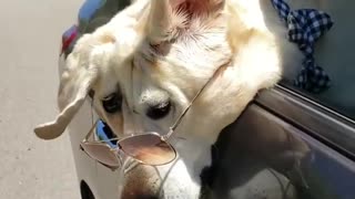 Super cool dog wears sunglasses during car ride