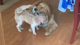 Puppy forces Golden Retriever to play tug-of-war