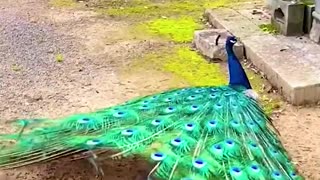 peacock dance part 7