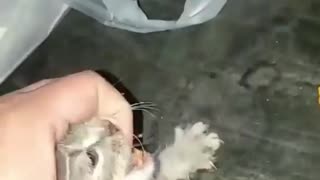 Daring kitten attack on Cheetos