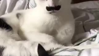 Funny cat morning comedy video 🤣😂