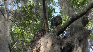 young Red-Shouldered Hawks in the nest