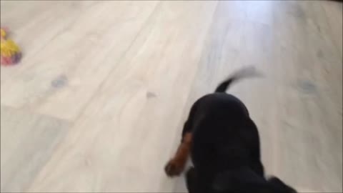 Puppy exploring and playing in it's new home for the first time