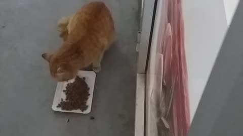 lunch on both cats