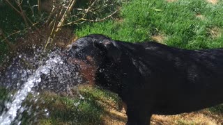Dog gets a drink of water from hose
