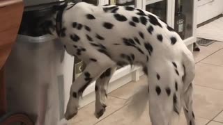 Dog finds a way to help himself to some treats
