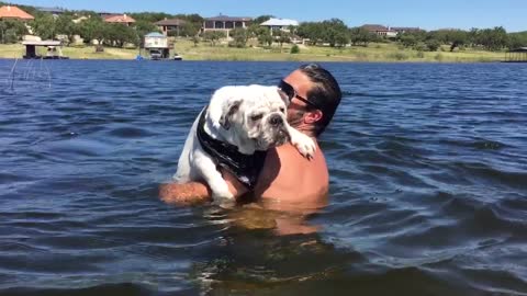 Bulldog takes a dip in Lake Travis
