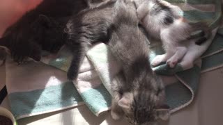 Cute Kittens Sleeping