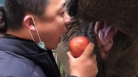The breeder teases the elephant with an apple