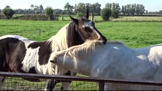 Horses grooming