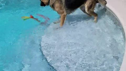 crazy dog fun in pool
