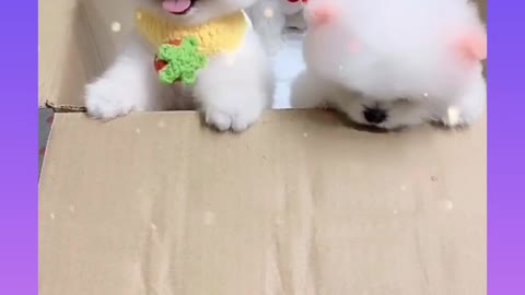 Beautiful small puppies