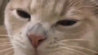 funny video of cat eating