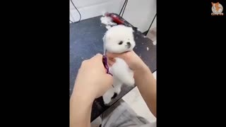 Mini Pomeranian Funny and Cute Pomeranian Vid