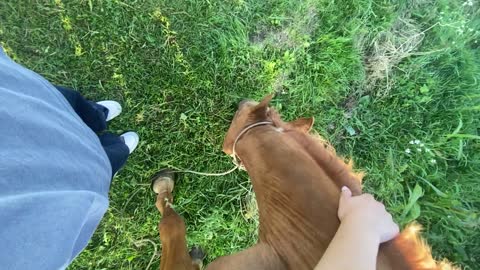 cute horse eats grass