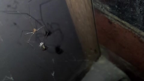 Spider catch a fly