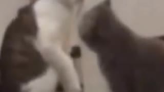 funny cat video short