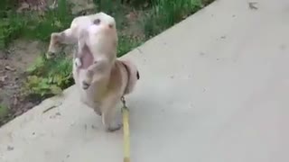 Cute Dog uses only two feets to walk while urinating