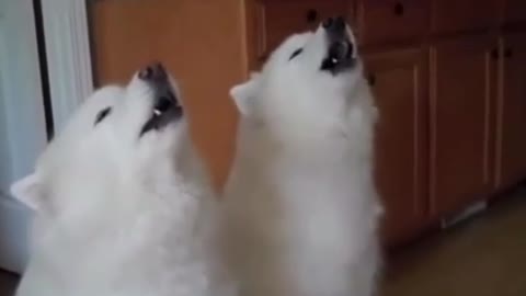 two dogs sing
