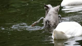 Beautiful Swans Video