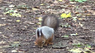 Cute Squirrel enjoying eating some nuts