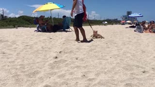 Stubborn puppy throws hilarious temper tantrum at the beach