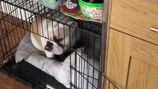 Guilty bulldog can't even face her crime