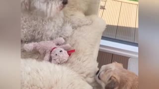 Pug adorably struggles to retrieve stuffed animal