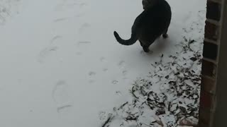 Leo's first time seeing the snow
