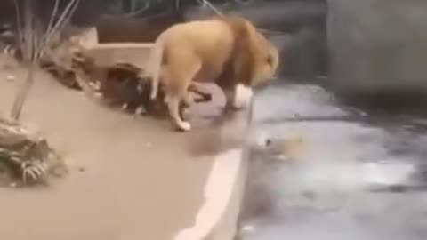 Lion jumps over water