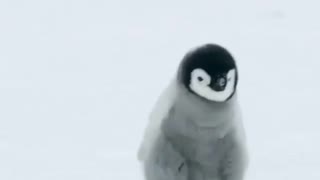 Walking Cute Little Baby Penguin