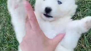 Worlds Cutest Husky Puppy Loves Belly Rubs