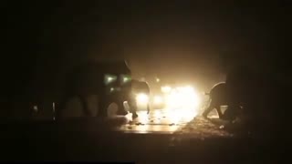 Elephants cause traffic jam crossing busy road in Nepal