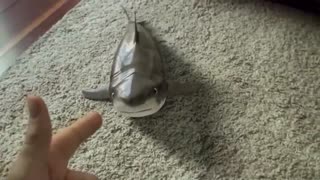 Dancing baby shark