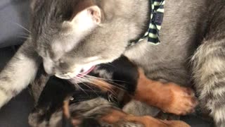 Cat cleans puppy