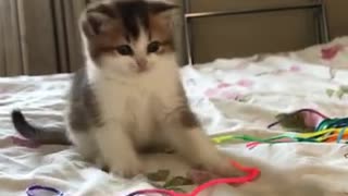 Cute kitten baby cat funnyyy