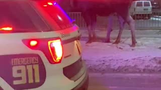 Police Step in to Stop Man Feeding Moose