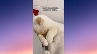 cute cat sleeping video #3