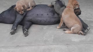 Hungry Puppies Get Milk From Pig