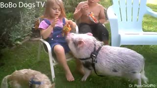 animal scaring people funny