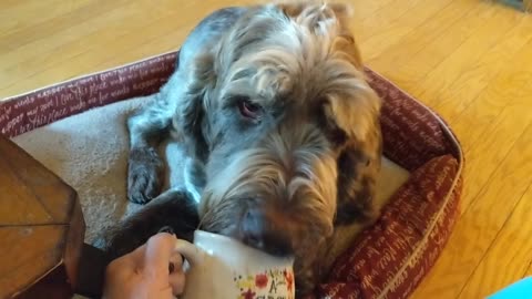 Dog dying of cancer gets pumpkin spice coffee in bed