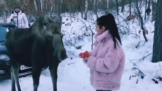 An incredibly friendly moose absolutely loves human company