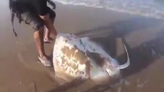 A man saves mother sting ray and his babies