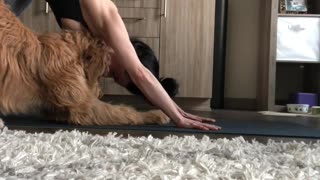 Doggo Gives Yoga a Try