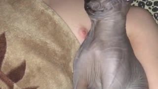 Sphynx Cat and Its Person Sleeping Soundly