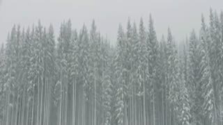 A winter storm with tall trees moving around