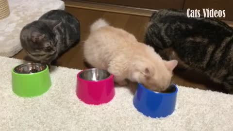 3 cats Eat Food At Home