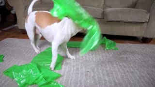 Dog pranked with alien! Very funny