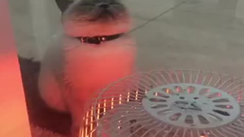 Cats and dogs enjoy the glowing warmth